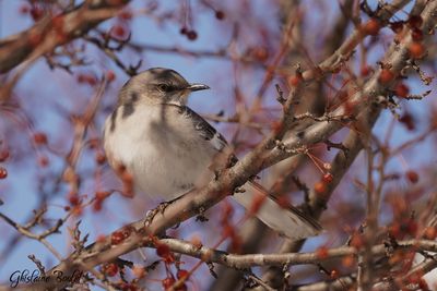 Moqueur polyglotte (Northern Mockingbird)