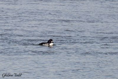 Garrot d'Islande (Barrow's Goldeneye)