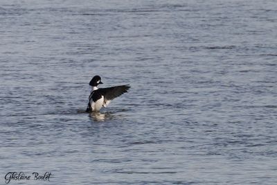 Garrot d'Islande (Barrow's Goldeneye)