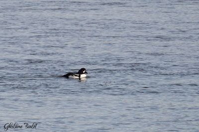 Garrot d'Islande (Barrow's Goldeneye)