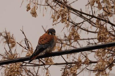 Crcerelle d'Amrique (American Kestrel)