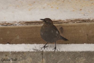 Quiscale rouilleux (Rusty Blackbird)