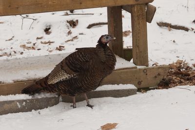 Dindon sauvage (Wild Turkey)