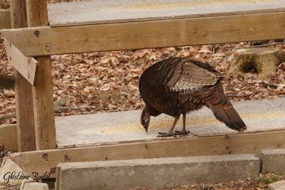 Dindon sauvage (Wild Turkey)