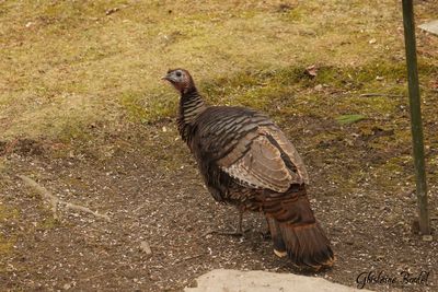 Dindon sauvage (Wild Turkey)