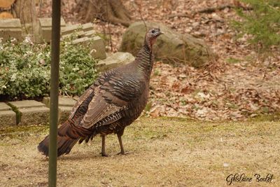 Dindon sauvage (Wild Turkey)