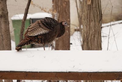 Dindon sauvage (Wild Turkey)