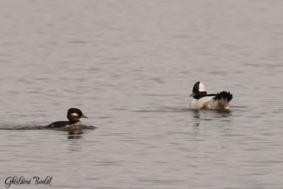 Petit Garrot (Bufflehead)