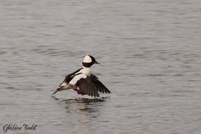 Petit Garrot (Bufflehead)