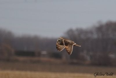 Hibou des marais (Short-eared Owl)