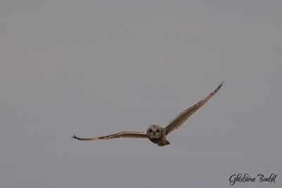 Hibou des marais (Short-eared Owl)
