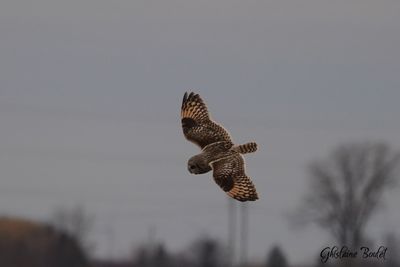 Hibou des marais (Short-eared Owl)