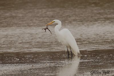 Grande Aigrette (Great Egret)