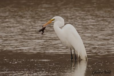 Grande Aigrette (Great Egret)