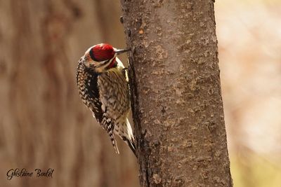 Pic macul (Yellow-bellied Sapsucker)