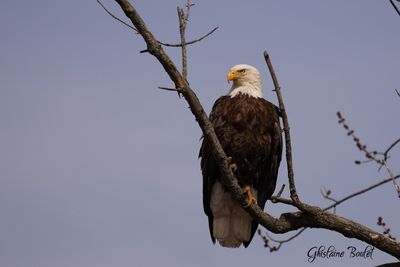 Pygargue à tête blanche (Bald Eagle)