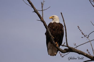 Pygargue à tête blanche (Bald Eagle)