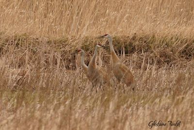 Grue du canada (Sandhill Crane)