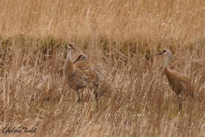 Grue du canada (Sandhill Crane)