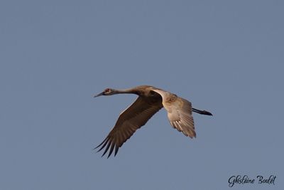 Grue du canada (Sandhill Crane)