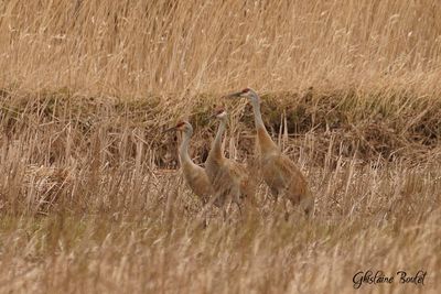 Grue du canada (Sandhill Crane)