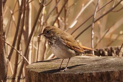 Grive solitaire (Hermit Thrush)