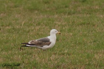 Goéland brun (Lesser Black-backed Gull)