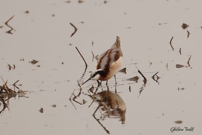 Phalarope de Wilson (Wilson's Phalarope)