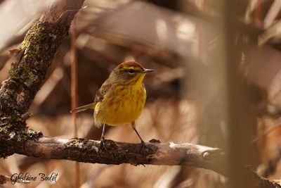 Paruline à couronne rousse (Palm Warbler)