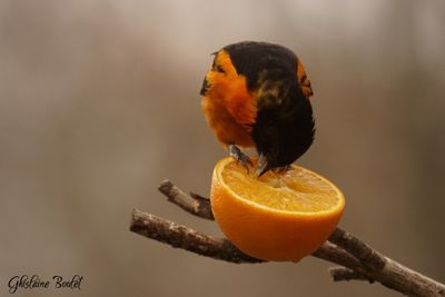 Oriole de Baltimore (Baltimore Oriole)