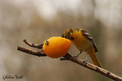 Oriole de Baltimore (Baltimore Oriole)