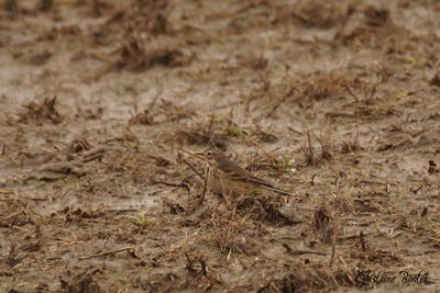 Pipit d'Amérique (Water Pipit)