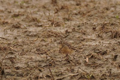 Pipit d'Amérique (Water Pipit)