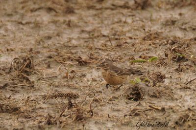 Pipit d'Amérique (Water Pipit)