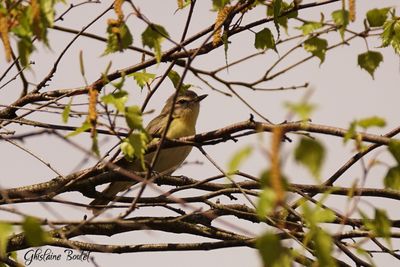 Viréo de Philadelphie (Philadelphia Vireo)