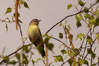 Viréo de Philadelphie (Philadelphia Vireo)