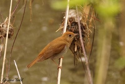 Grive fauve (Veery)