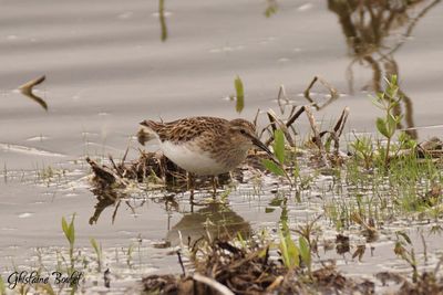 Bécasseau minuscule (Least Sandpiper)