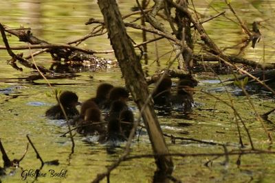 Harle couronné (Hooded Merganser)