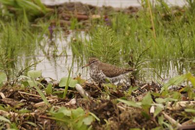 Chevalier grivelé (Spotted Sandpiper)