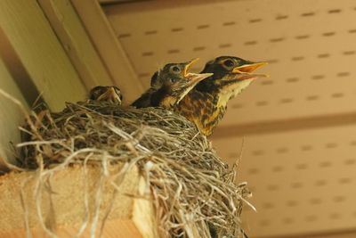 Merle d'Amérique (American Robin)