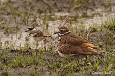 Pluvier kildir (Kildeer)