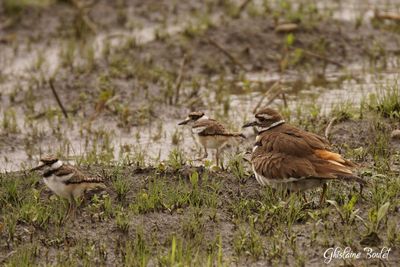 Pluvier kildir (Kildeer)