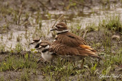 Pluvier kildir (Kildeer)