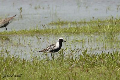 Pluvier argenté (Black-bellied Plover)