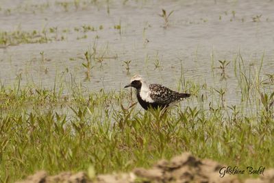 Pluvier argenté (Black-bellied Plover)