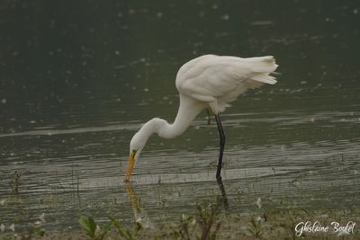 Grande Aigrette (Great Egret)