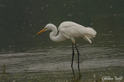 Grande Aigrette (Great Egret)