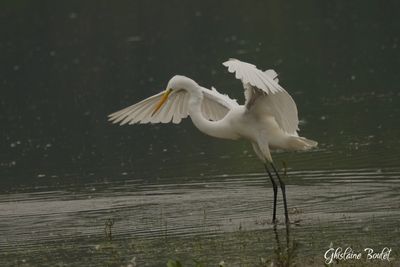 Grande Aigrette (Great Egret)