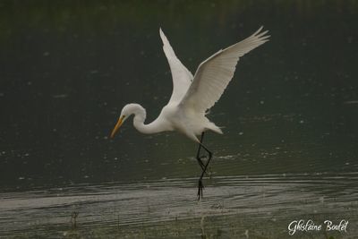 Grande Aigrette (Great Egret)